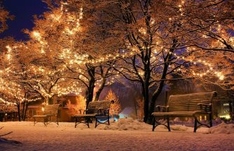christmas, lights, nature-2547356.jpg